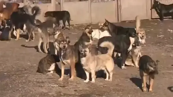 보도사진