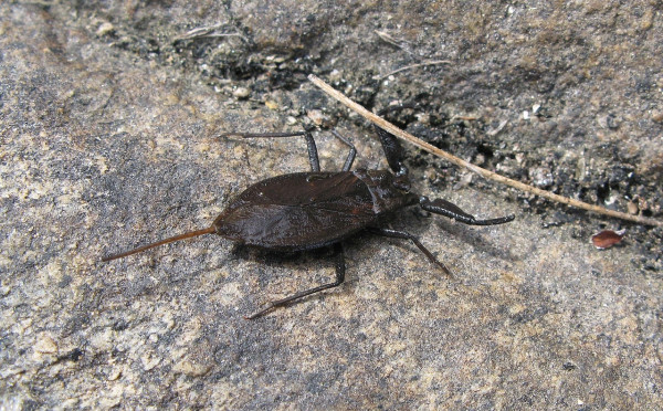 보도사진